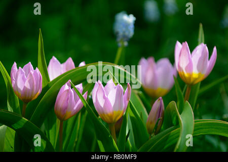 Tulipa saxatilis bakeri gruppo meraviglia lilla,tulipa saxatilis lilac wonder,tulipa bakeri lilac wonder,tulip,tulipani,lilla giallo,fiore,fiori,fioritura Foto Stock