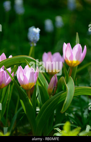 Tulipa saxatilis bakeri gruppo meraviglia lilla,tulipa saxatilis lilac wonder,tulipa bakeri lilac wonder,tulip,tulipani,lilla giallo,fiore,fiori,fioritura Foto Stock