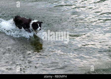 Il pastore australiano cane gioca e galleggia nel lago. Foto Stock