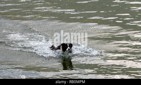Il pastore australiano cane gioca e galleggia nel lago. Foto Stock