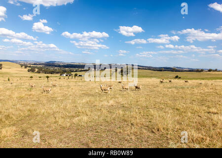 La zona di Cowra è famosa per le sue pecore e le coltivazioni. Cowra - Nuovo Galles del Sud Australia Foto Stock