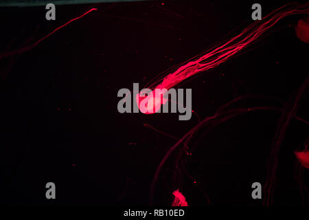 Medusa luce rossa isolato su sfondo nero Foto Stock