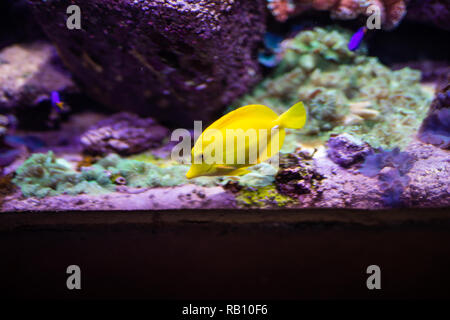 Il colore giallo brillante mare galleggianti di pesce in acquario contro lo sfondo di pietre. La vita nell'oceanarium. Foto Stock