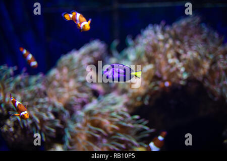 Arancione pesce pagliaccio con coralli in acquario in oceanarium. Foto Stock