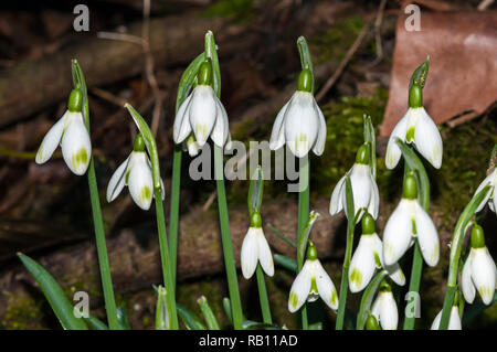 Vista ravvicinata, comune snowdrop, Galanthus nivalis, Catalogna, Spagna Foto Stock