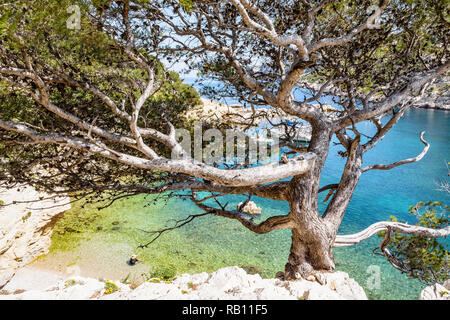 Una pietra pino nella roccia sopra la piccola spiaggia di calanque de Morgiou sulla costa mediterranea nei pressi di Marsiglia, Francia, in una giornata di sole. Foto Stock