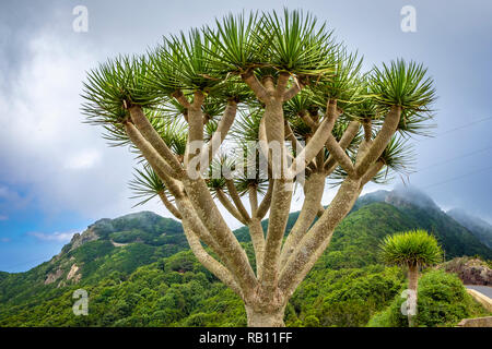 Drachenbaum auf Teneriffa, Spanien Foto Stock