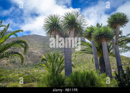 In Drachenbaum Santiage del Teide auf Teneriffa, Spanien Foto Stock