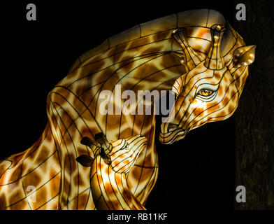 Mostra delle Lanterne giganti della Cina allo zoo di Edimburgo, evento natalizio, Scozia, Regno Unito. Giraffa adulta femminile e giraffa giovane Foto Stock