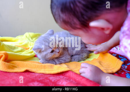 Un grazioso piccolo gattino gode di caldo e accogliente coperta Foto Stock