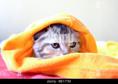 Un grazioso piccolo gattino gode di caldo e accogliente coperta Foto Stock