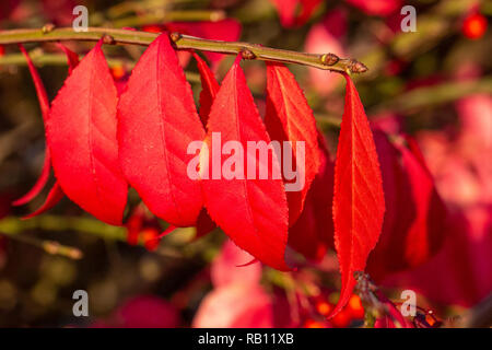 Bunte Herbstblätter am Bodensee Foto Stock
