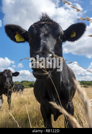 Giovani vacche nere di angus che pascolano liberamente in prato asciutto vicino a Branscombe, Devon orientale, Inghilterra, Regno Unito Foto Stock