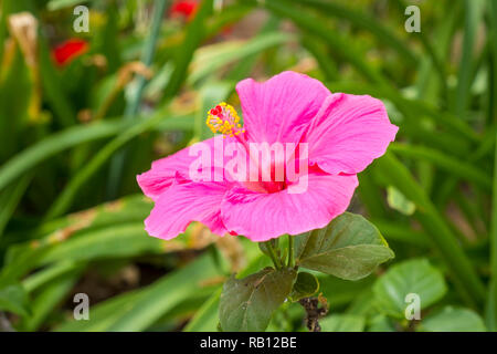 Hibiskus in einem Garten Foto Stock