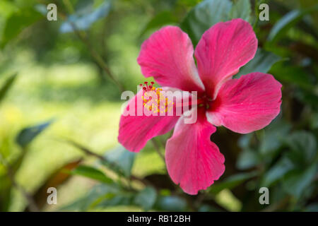 Hibiskus in einem Garten Foto Stock