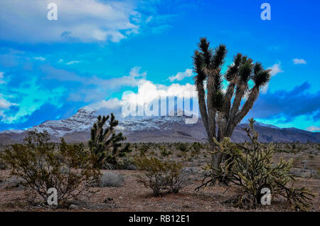 Alberi di Joshua e Beaver Dam Montagne in The Joshua Tree Scenic Byway. Foto Stock