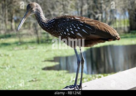 Limpkin nel profilo (Aramus guarauna) arroccato su una ringhiera, North Florida, Stati Uniti d'America Foto Stock