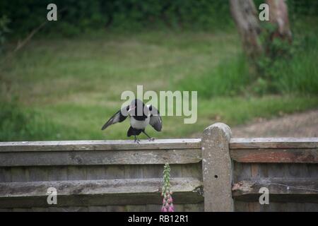 Una gazza sorge su una recinzione in campagna inglese, gesticolando con la sua ala e squawking Foto Stock