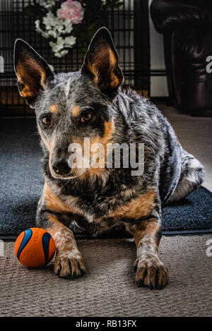 Belle Blue Heeler noto anche come Miniature pinscher a casa con il suo giocattolo preferito palla. Foto Stock