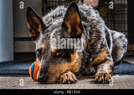 Belle Blue Heeler noto anche come Miniature pinscher a casa con il suo giocattolo preferito palla. Foto Stock
