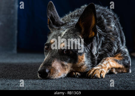 Bellissimo monolocale ritratti di un tricolore Miniature pinscher noto anche come Blue Heeler. Foto Stock