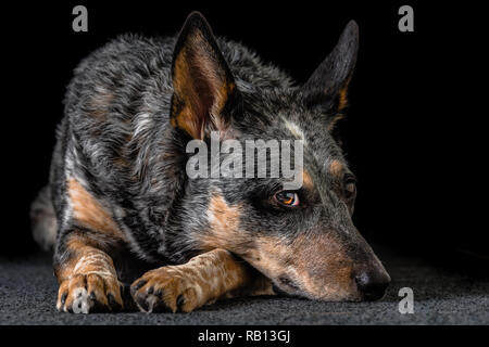 Bellissimo monolocale ritratti su uno sfondo nero di un tricolore Miniature pinscher noto anche come Blue Heeler. Foto Stock