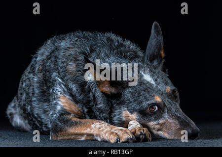 Bellissimo monolocale ritratti su uno sfondo nero di un tricolore Miniature pinscher noto anche come Blue Heeler. Foto Stock
