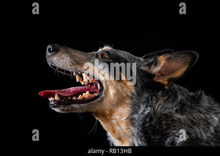 Bellissimo monolocale ritratti su uno sfondo nero di un tricolore Miniature pinscher noto anche come Blue Heeler. Foto Stock