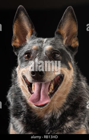 Bellissimo monolocale ritratti su uno sfondo nero di un tricolore Miniature pinscher noto anche come Blue Heeler. Foto Stock