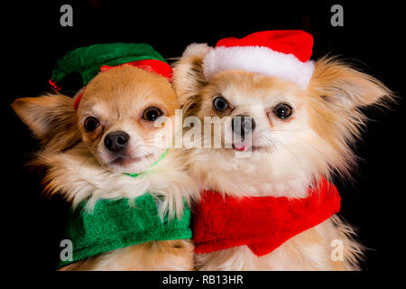 Carino coppia di chihuahua cani vestito per celebrare le vacanze di Natale Foto Stock