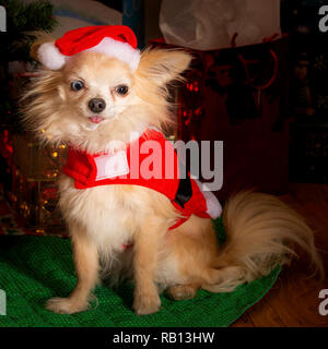 Carino coppia di chihuahua cani vestito per celebrare le vacanze di Natale Foto Stock