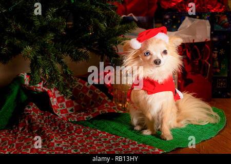 Carino coppia di chihuahua cani vestito per celebrare le vacanze di Natale Foto Stock
