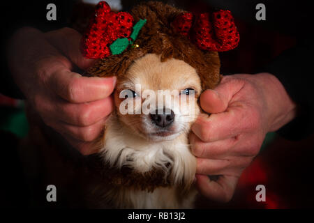 Carino coppia di chihuahua cani vestito per celebrare le vacanze di Natale Foto Stock