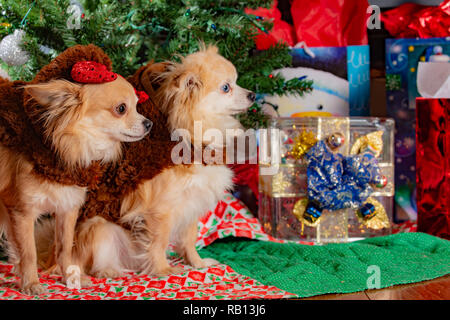 Carino coppia di chihuahua cani vestito per celebrare le vacanze di Natale Foto Stock