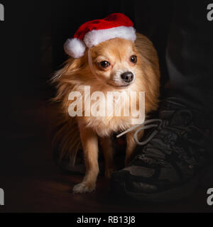 Carino coppia di chihuahua cani vestito per celebrare le vacanze di Natale Foto Stock