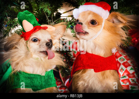 Carino coppia di chihuahua cani vestito per celebrare le vacanze di Natale Foto Stock