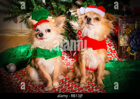 Carino coppia di chihuahua cani vestito per celebrare le vacanze di Natale Foto Stock