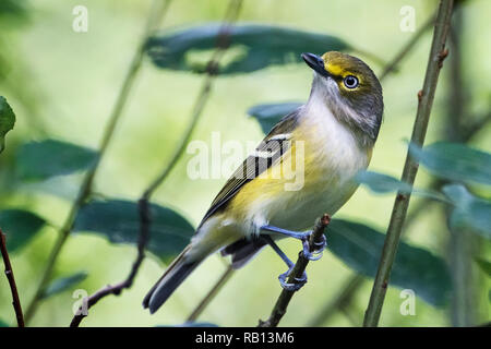 Bianco-eyed vireo durante l autunno migrazione di Songbird Foto Stock