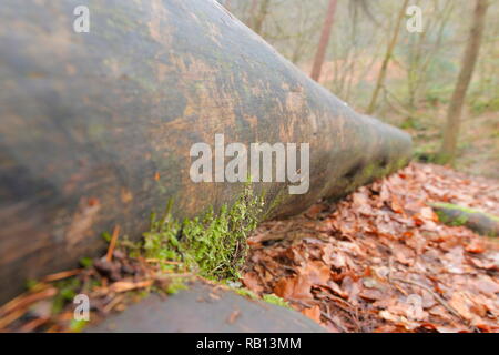 Un log sul pavimento di un sentiero a Hardcastle Balze di Hebden Bridge Foto Stock