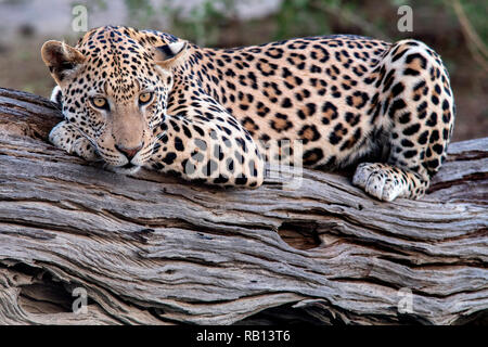Leopard (Panthera pardus) - L'Okonjima Riserva Naturale, Namibia, Africa Foto Stock