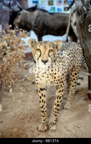 Cheetah esporre alla Fondazione AfriCat Centro di Educazione Ambientale - l'Okonjima Riserva Naturale, Namibia, Africa Foto Stock