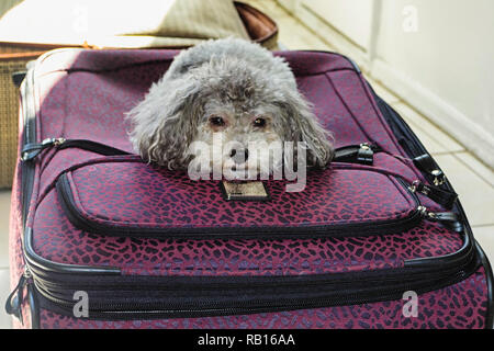 Triste cane grigio su un viola borsa bagagli Foto Stock