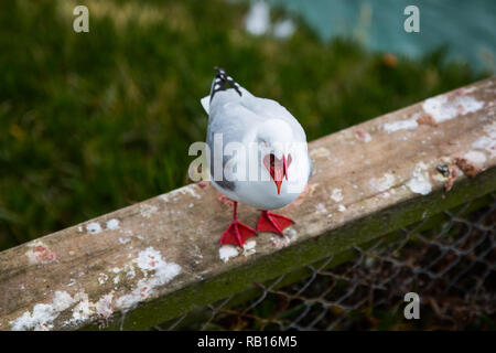 Seagull con bocca aperta al punto Harington, Otago, Nuova Zelanda Foto Stock