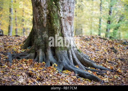 Le radici di un grande vecchio albero nella foresta. Foto Stock