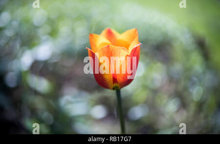 luminoso singolo giallo arancio tulipano fiore con sfondo verde sfocato Foto Stock