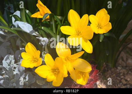 Sternbergia Lutea 'inverno/autunno' daffodil fiori coltivati in casa alpina ad RHS Garden Harlow Carr, Harrogate, Yorkshire. Inghilterra, Regno Unito. Foto Stock