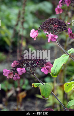 Seme Head Hydrangea aspera 'Anthony Bullivant' Fiore Bush cresciuta a RHS Garden Harlow Carr, Harrogate, Yorkshire. Inghilterra, Regno Unito. Foto Stock