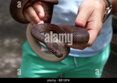 L'uomo tiene in mano un serpente Foto Stock