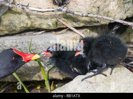 Comune (Moorhen Gallinula chloropus) chick essendo alimentato da un adulto Moorhen in primavera nel West Sussex, in Inghilterra, Regno Unito. Foto Stock