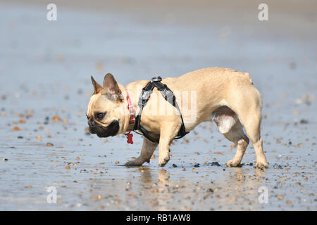 Bulldog francese giocando su una spiaggia in riva al mare. Cane al mare. Foto Stock